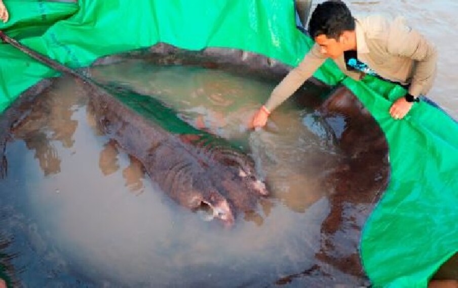कंबोडिया (Cambodian) की मेकांग नदी (Mekong River) से दुनिया की सबसे बड़ी ताजे पानी की मछली (world's biggest freshwater fish) को पकड़ा गया है. यह एक विशाल स्टिंग्रे मछली है, जिसका वजन लगभग 300 किलो बताया जा रहा है. शोधकर्ताओं की मानें तो यह अब तक रिकॉर्ड की गई दुनिया की सबसे बड़ी ताजे पानी की मछली है.