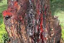 काटो तो खून के आंसू रोता है पेड़, Fake सी दिखने वाली ये तस्वीर है बिल्कुल Real