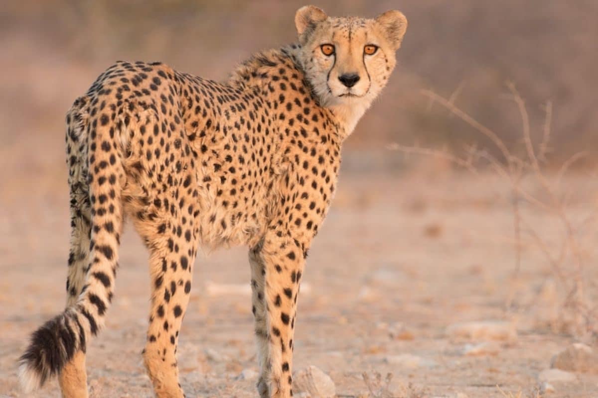 70 साल बाद भारत में अब फिर दिखेंगे चीते, नामीबिया से MP के इस नेशनल पार्क में लाए जाएंगे - south african cheetah namibia to kuno national park madhya pradesh – News18 हिंदी