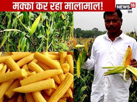 Jharkhand News: झारखंड के रामगढ़ जिले में मक्के की खेती कर किसान लाखों का मुनाफा कमा रहे हैं. 