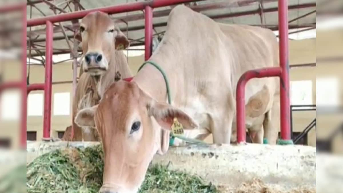 गौशाला की गायों का दूध बेचेगी नोएडा अथॉरिटी अगरबत्ती भी हैं प्लान में