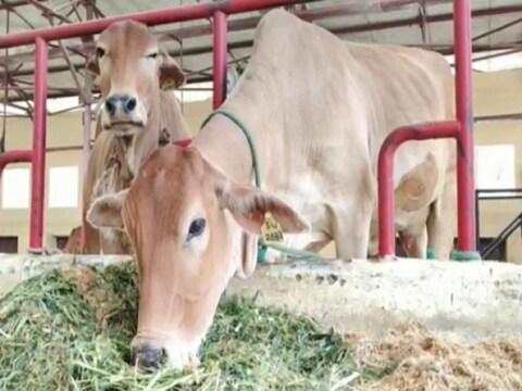 इसके लिए नोएडा अथॉरिटी ने एक प्लान बनाया है. नोएडा की दो गौशालाओं में बंद गायों का दूध अब खुले बाजार में बेचा जाएगा. Demo Pic