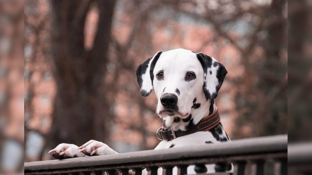 कुत्तों पर हर महीने का खर्च है 30 हज़ार 7 आलीशान बेड और 150 खिलौनों का तोहफा !