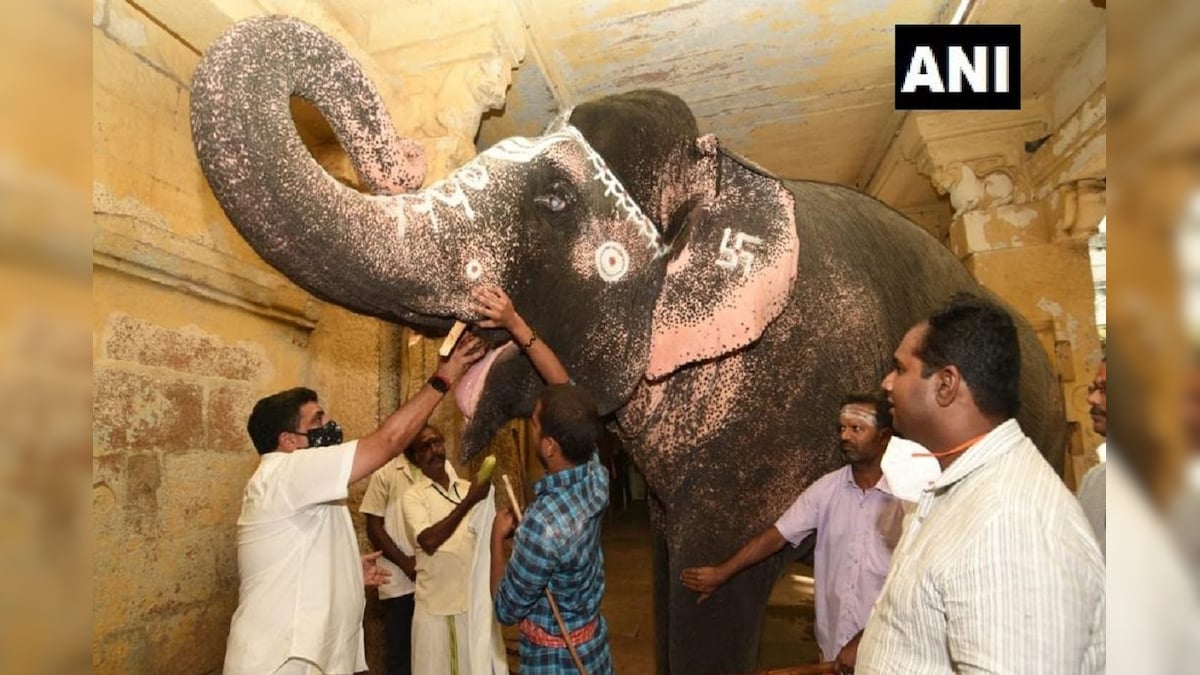 मदुरै के मंदिर की हाथी का मोतियाबिंद ठीक करने के लिए थाईलैंड से पहुंचे डॉक्टर