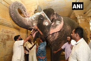मदुरै के मंदिर की हाथी का मोतियाबिंद ठीक करने के लिए थाईलैंड से पहुंचे डॉक्टर