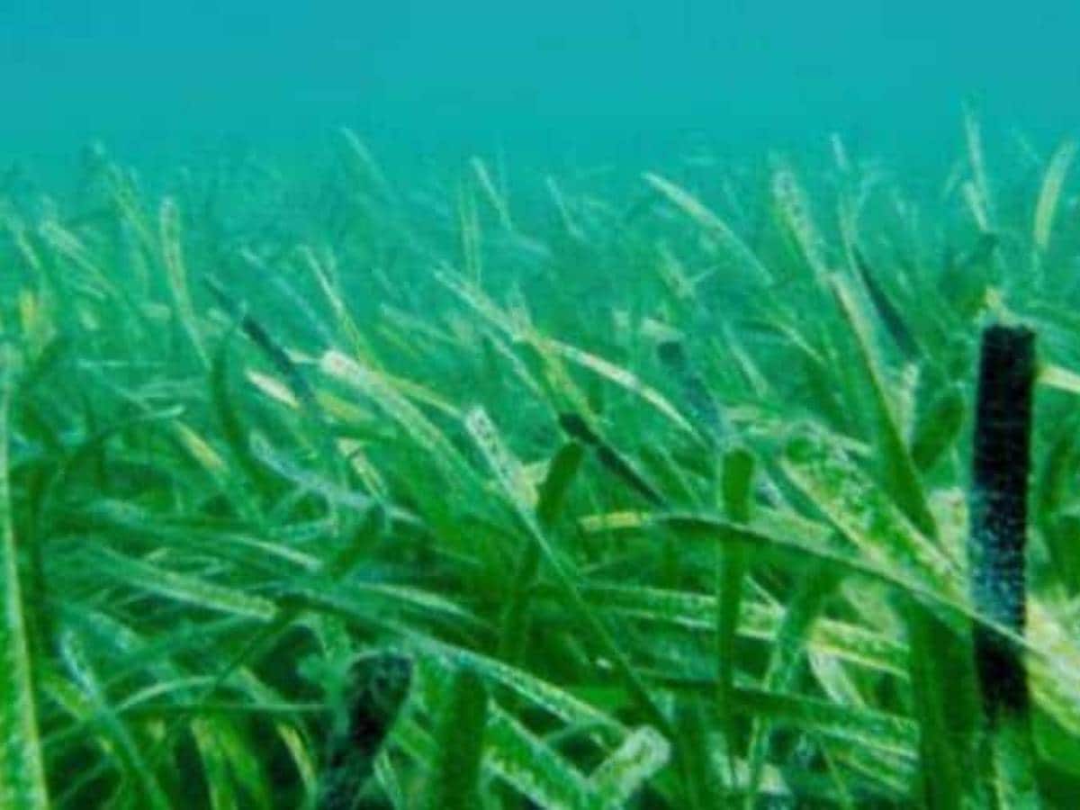 ज़मीन पर नहीं समुद्र में मिला दुनिया का सबसे बड़ा पौधा, 180 किलोमीटर है कुल  लंबाई ! - posidonia australis worlds largest plant over 180 km grown under  water pratp – News18 हिंदी
