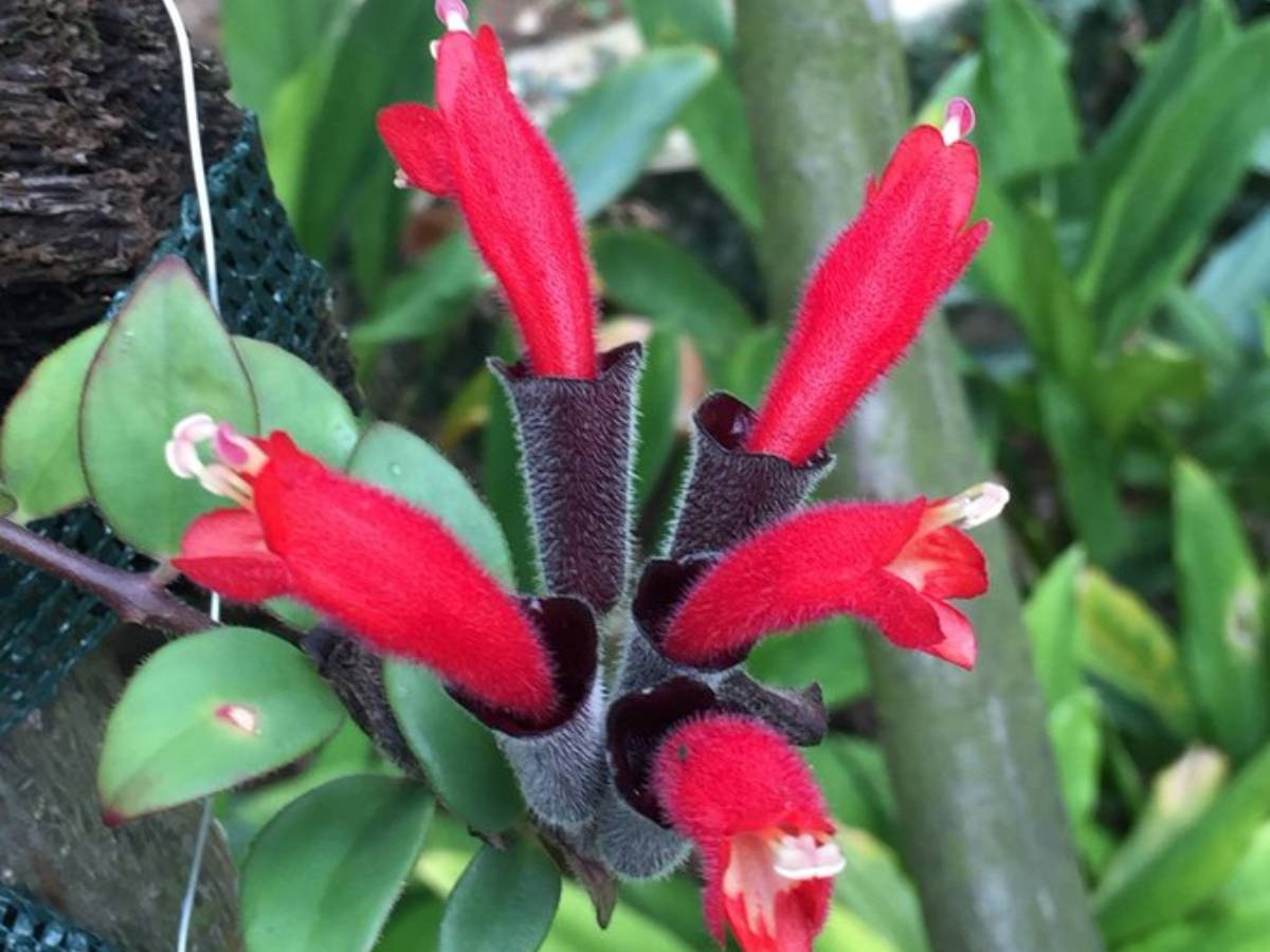 सदी भर बाद खिला 'लिपस्टिक वाला फूल', पहली बार साल 1912 में वैज्ञानिकों ने की थी खोज