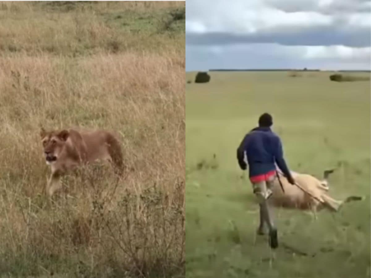maasai man chase lion eating cow video