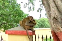 हरदोई: मोबाइल के बाद अब पुलिसवाले की टोपी ले उड़े बंदर, वीडियो हुआ वायरल