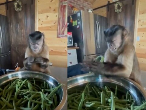 बंदर जल्दी-जल्दी सब्जियां तोड़कर रख रहा है, उससे भी कहीं ज्यादा बेहतरीन उसके चेहरे के एक्सप्रेशंस हैं. (Credit- Twitter/Tansu YEĞEN)