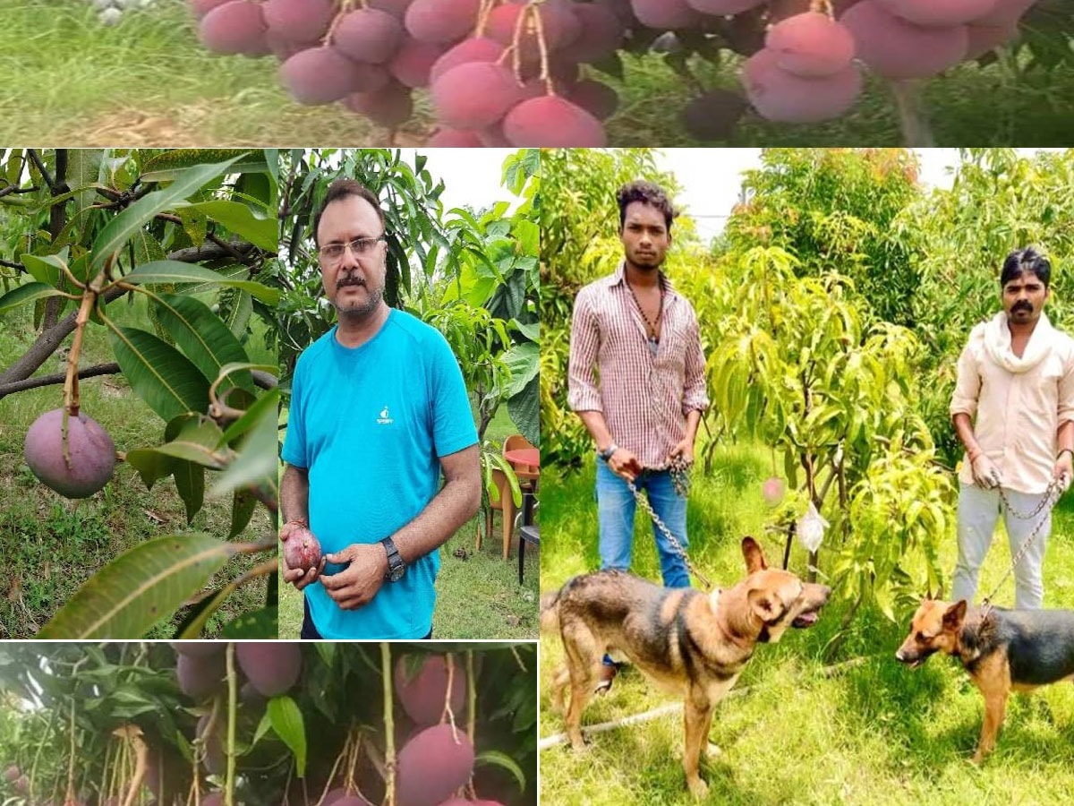 किसान ने बगीचे में उगाया दुर्लभ आम, 24 घंटे सुरक्षा में गार्ड्स रहते