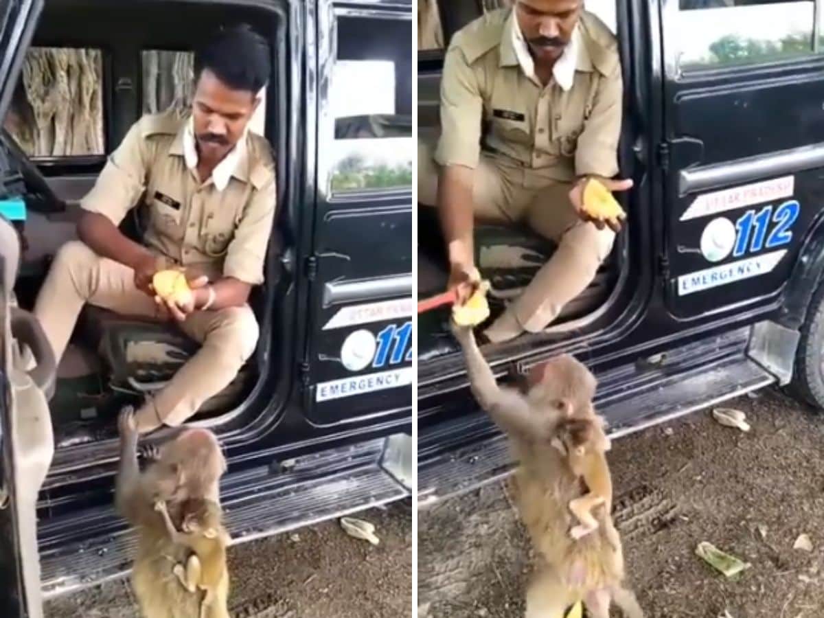 policeman feeding monkies