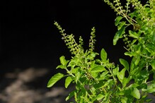 तुलसी और इस पौधे को एक साथ लगाने से मिलती है सफलता