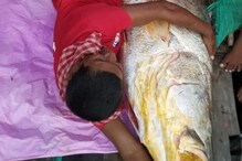 एक ही मछली ने मछुआरे को बना दिया लखपति, 13 लाख रुपये में हुई नीलाम