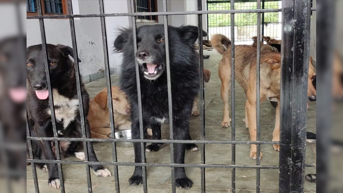 आवारा कुत्तों से पिथौरागढ़ की जनता को मिलेगी राहत एनिमल बर्थ कंट्रोल सेंटर शुरू जानें सबकुछ