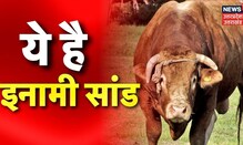 Muzaffarnagar: ये सांड आपको बना सकता है मालामाल, जानिए क्या है पूरा मामला ? | Latest Hindi News