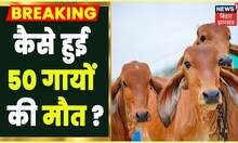 Breaking News: दम घुटने की वजह से 50 गायों की मौत, जानें क्या है पूरा मामला | Jharkhand | Pakur