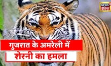Amreli Tigres : शेरनी के आतंक का अंत, गुजरात के अमरेली ज़िले की घटना | Latest Hindi News