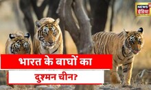 Tigers In India: China की वजह से ख़तरे में Tiger, Tiger के शिकार की वजह चीन भी?