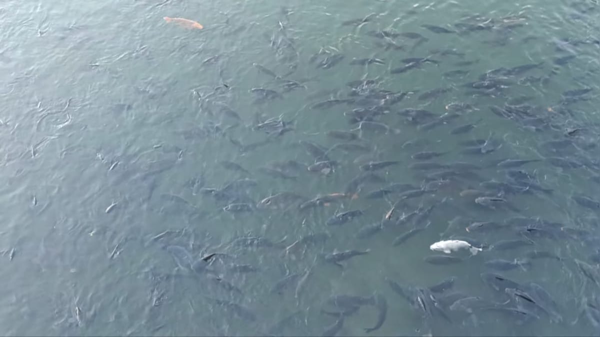 Nainital: नैनी झील की मछलियों के लिए आफत बनी कॉमन कार्प फिश जिलाधिकारी ने दिए पकड़ने के आदेश