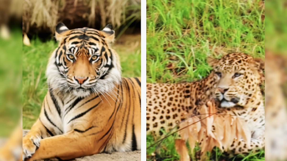 बारिशमें पहाड़ों पर बढ़ जाता है शातिर शिकारी गुलदार का खतरा जानें बाघ से कितना अलग है तेंदुआ