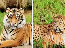 बारिश में पहाड़ों पर बढ़ जाता है गुलदार का खतरा, बाघ से कितना अलग है तेंदुआ?
