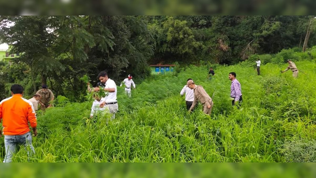 Pithoragarh: चरस की खेती पर कसी नकेल जिलाधिकारी ने खुद उखाड़े भांग के पौधे देखें Video