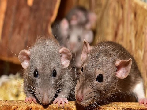 बिहार के गया स्थित सराकरी अस्पताल में डेड बॉडी चूहों का निवाला बन गया (सांकेतिक चित्र)