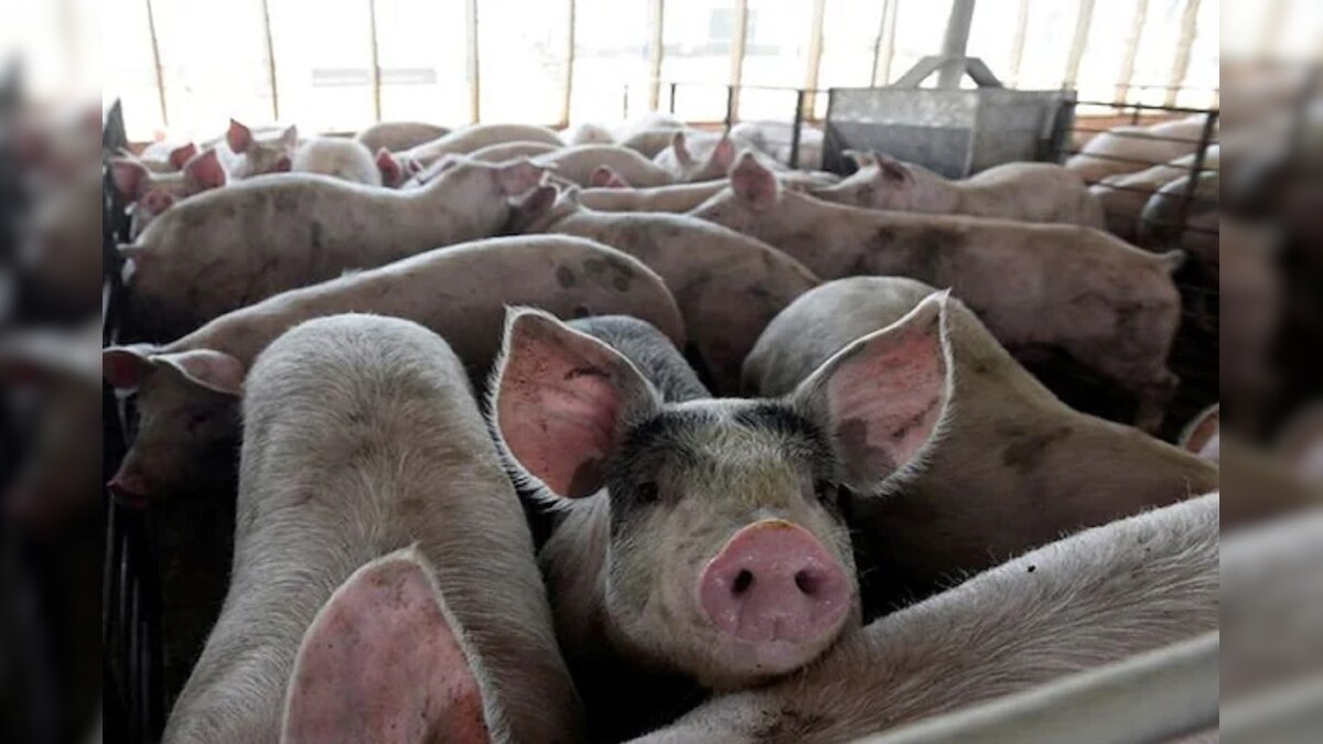 पंजाब: मानसा जिले में अफ्रीकन स्वाइन फीवर की पुष्टि मचा हड़कंप मारे गए 735 सूअर