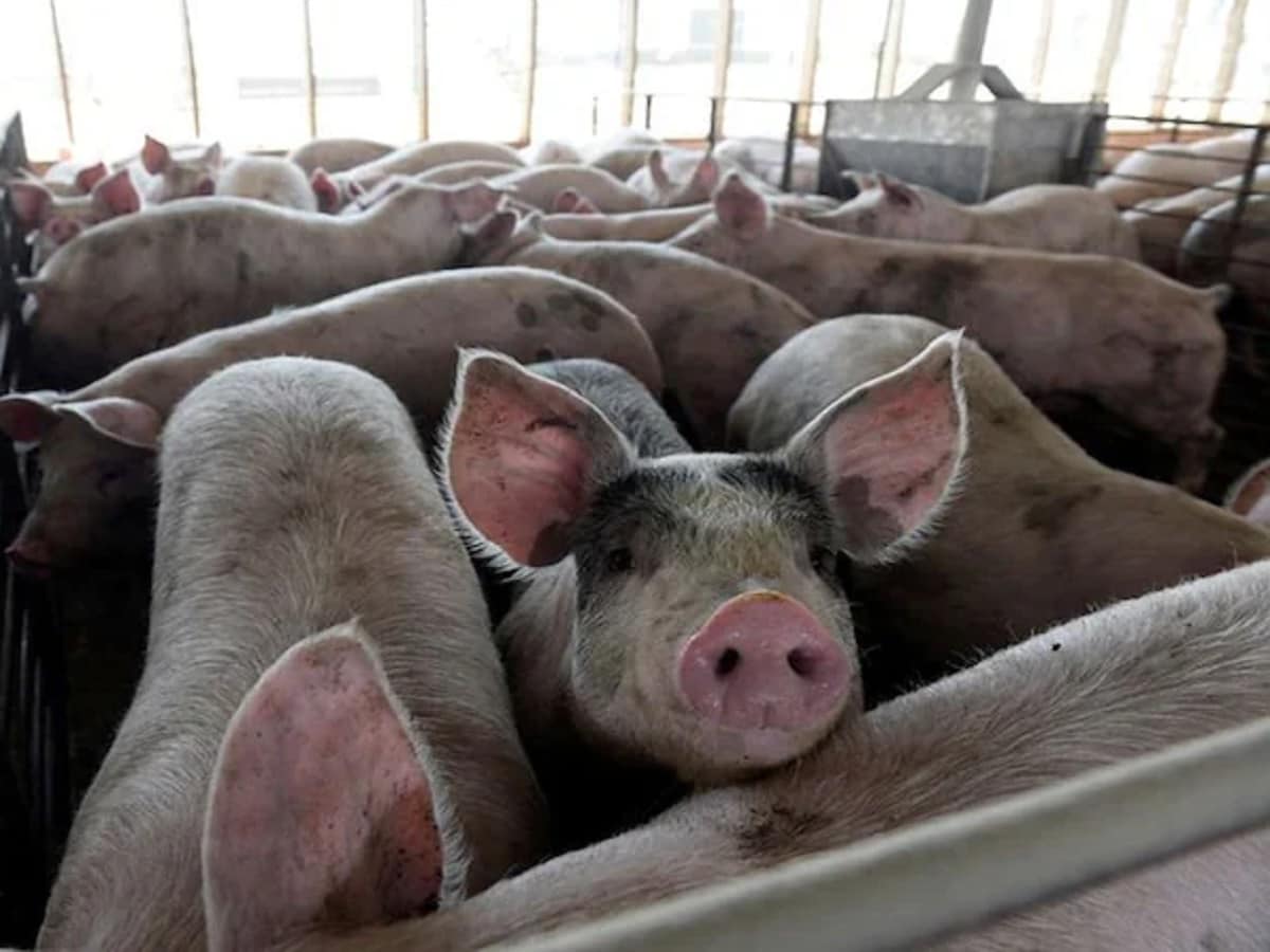 American scientists succeeded in restoring the function of cells and organs in dead pigs