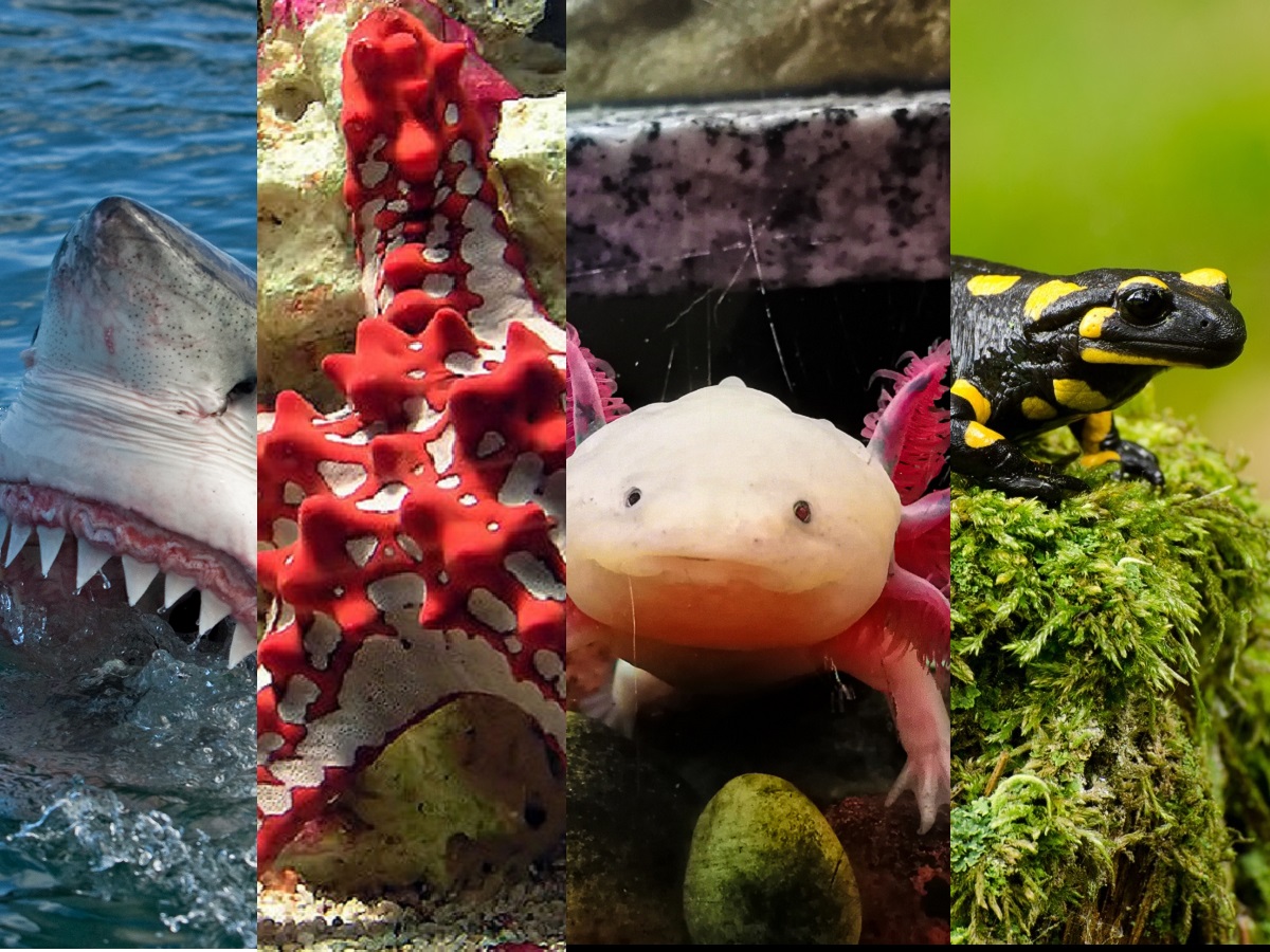 6 जानवर जो फिर से बना सकते हैं अपने शरीर के अंग - 6 animals that can regenerate their body parts viks – News18 हिंदी 6 जानवर जो फिर से बना सकते हैं अपने शरीर के अंग - 6 animals that can regenerate their body parts viks – News18 हिंदी