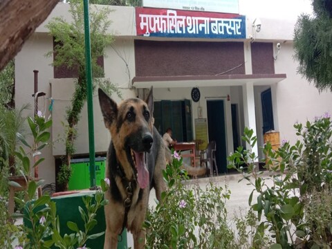 अवैध शराब के साथ पकड़े गये विदेशी नस्ल का यह कुत्ता थाना में रखा गया है, उचित देखभाल के अभाव में वो बीमार पड़ गया है