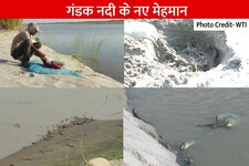 बिहार में गंडक नदी बना घड़ियालों का नया ठिकाना, 500 के करीब पहुंची संख्या