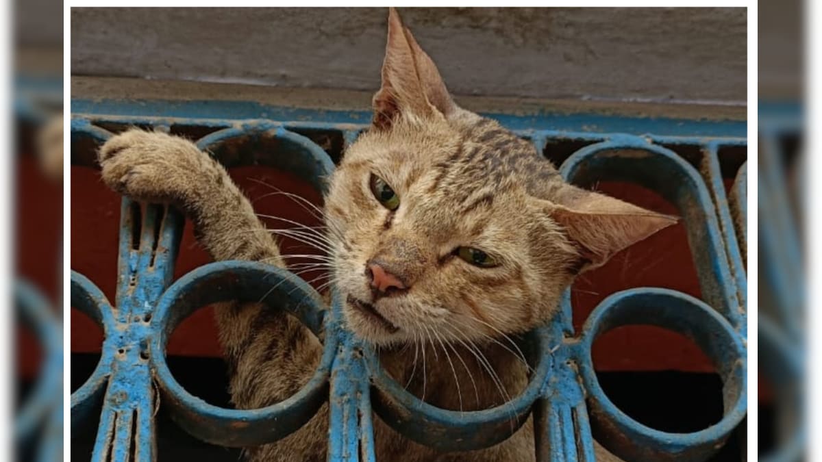 Agra: मकान की खिड़की में फंसी बिल्ली की गर्दन कई घंटे छटपटाती रही फिर ऐसे किया गया रेस्क्यू