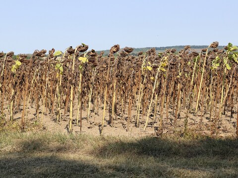 अध्ययन में पाया गया है कि जर्मनी को हर बार जलवायु परिवर्तन (Climate Change) की पहले से ज्यादा कीमत चुकानी पड़ रही है. (प्रतीकात्मक तस्वीर: shutterstock)