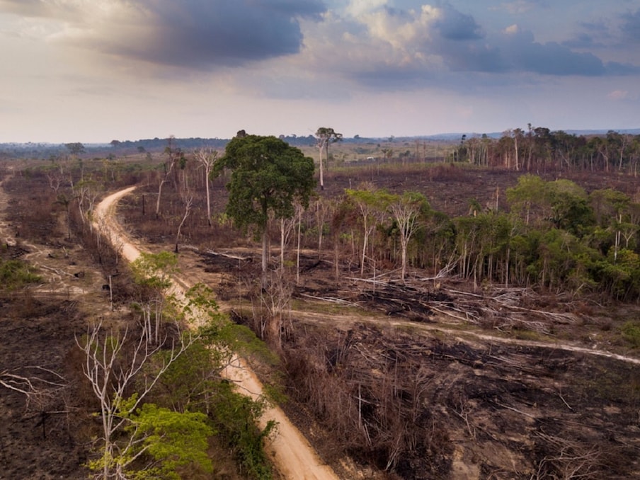 इसमें एक मुद्दा निर्वनीकरण (Deforestation) यानि वनों की कटाई का है. एक अनुमान लगाया गया है कि जहां हर साल 15 अरब पेड़ (Trees) काटे जाते हैं, केवल 5 अरब नए पौधे ही लगाए जाते हैं. इसका मतलब यह हुआ कि हर साल 10 अरब पेड़ों का सीधा नुकसान होता है. इसे ध्यान में रखते हे कुछ शोधकर्ताओं का सुझाव है कि हमें पहले 10 खरब पेड़ लगाने होंगे और उनके बड़े होने का इंतजार करना होगा, तब कहीं जाकर उनका जलवायु परिवर्तन (climate change) पर असर होगा. (प्रतीकात्मक तस्वीर: shutterstock)