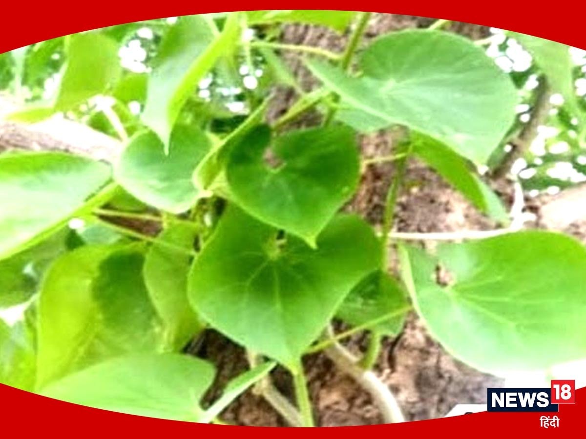 Giloy herb known as ‘Amrit Bell’ why does the body rejuvenate, let’s know the special things