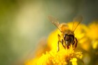 शहद इंडस्ट्रीज को बचाने के लिए आखिर मधुमक्खियों को क्यों मार रहा ऑस्ट्रेलिया?