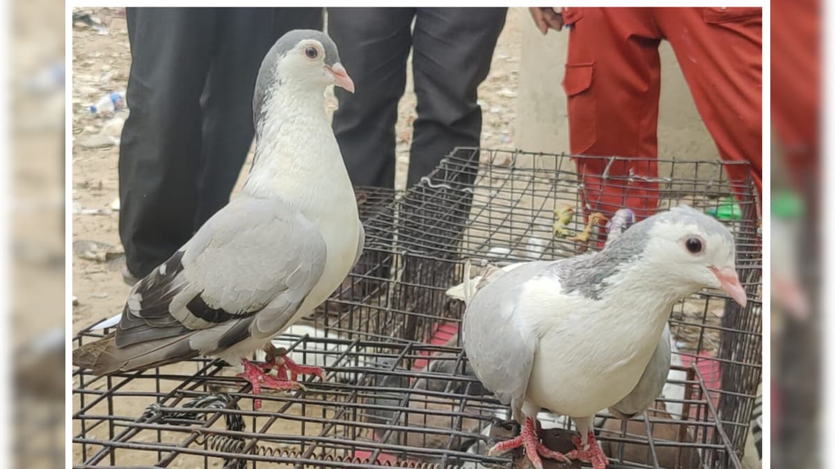 Agra: 10000 में मिलता है काला पटेल तो पोंडर आगरा में आज भी सजती है कबूतरों की मंडी क्‍या है कुलकुलबाजी