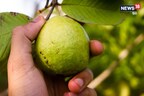 सुपर फ्रूट है अमरूद, इसकी पत्तियां भी हैं लाभकारी, जानें इस 'विदेशी फल' के औषधीय गुण