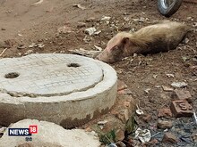 लखनऊ में बढ़ा अफ्रीकन स्वाइन फ्लू का खतरा, सूअरों के मरने का शुरू हुआ सिलसिला
