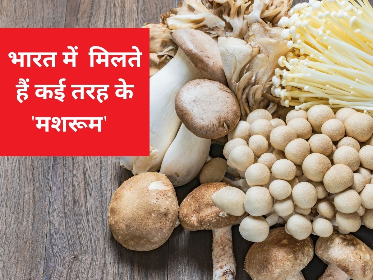 एक नहीं, भारत में मिलती हैं मशरूम की कई किस्में, यहां जानें दिलचस्प