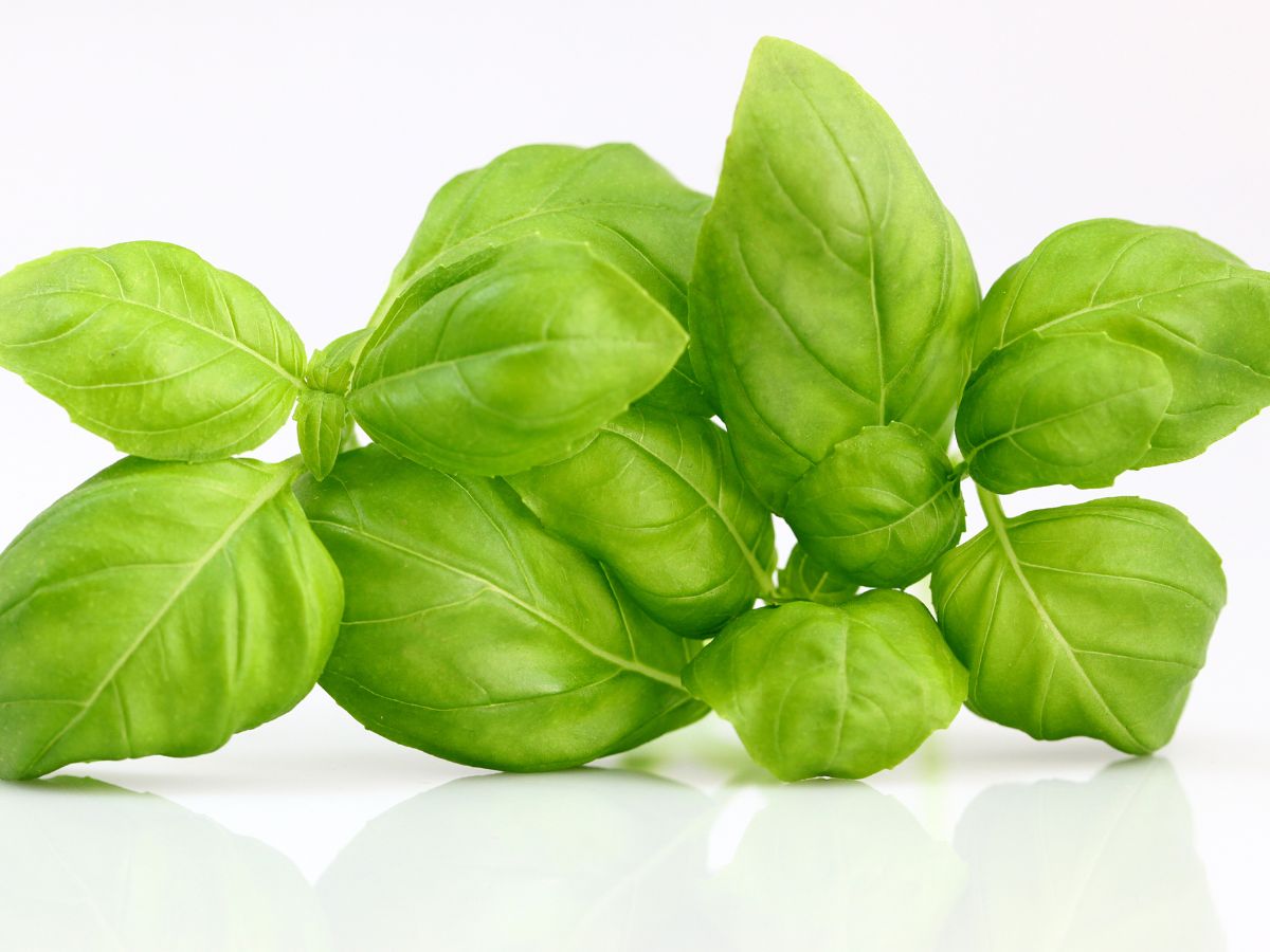 Tulsi leaves have medicinal properties, extremely beneficial for skin and hair Tulsi leaves have medicinal properties, extraordinarily useful for pores and skin and hair