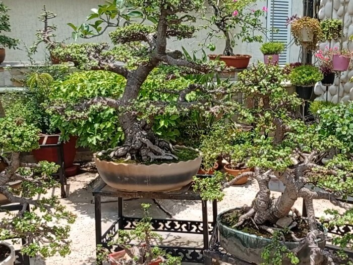 आभूषण कारोबारी के घर सोणेसोणे बोनसाइ पेड़ों की चमक, See Photos