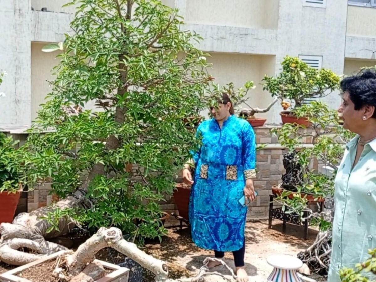 आभूषण कारोबारी के घर सोणेसोणे बोनसाइ पेड़ों की चमक, See Photos