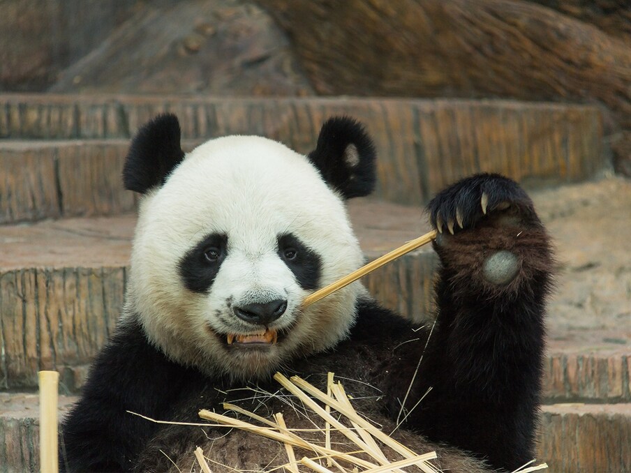  वांग ने बताया कि गहरे जंगलों में विशाल पांडा (Giant Panda) ने धीरे धीरे अपने खुराक मांस और बेर की जगह बांस (Bamboo) से बदल ली जिसके पेड़ उस उपउष्णकटिबंधीय जंगलों में बहुतायत में पाए जाते थे. बांस की टहनियों को खाने लायक बनाने के लिए उन्हें तोड़ने के खातिर मजबूती से पकड़ना शायद सबसे अहम अनूकूलन क्रिया थी जिससे उसे भारी मात्रा में खाया जा सके. इस खोज से यह रहस्य सुलझ सकता है कि पांडा का यह विशेष तरह का अंगूठा (False Thumb) इतना कम विकसित क्यों था. (प्रतीकात्मक तस्वीर: shutterstock)