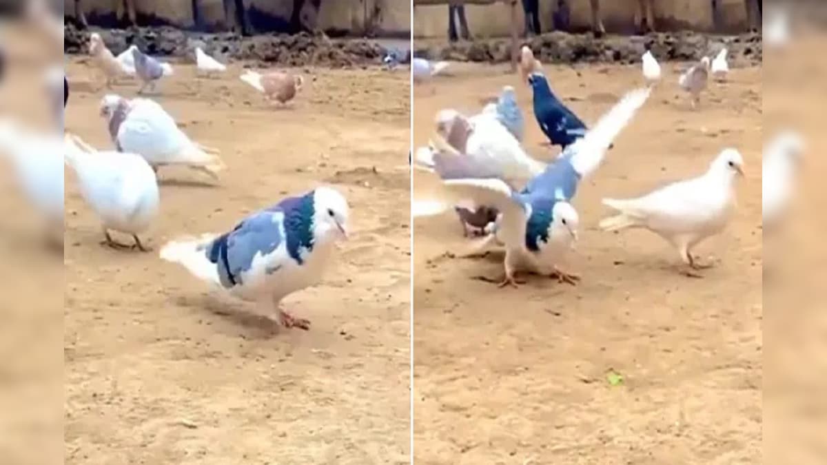इस Pigeon का करतब देख लोग बोले यह तो कबूतरों का वद्युत जामवाल निकला देखें VIDEO