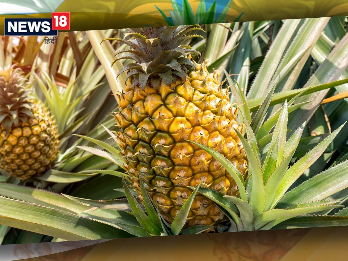 रसीला, खट्टा-मीठा अनानास कभी माना जाता था 'वीआईपी' फल, इस फ्रूट का रोचक ...