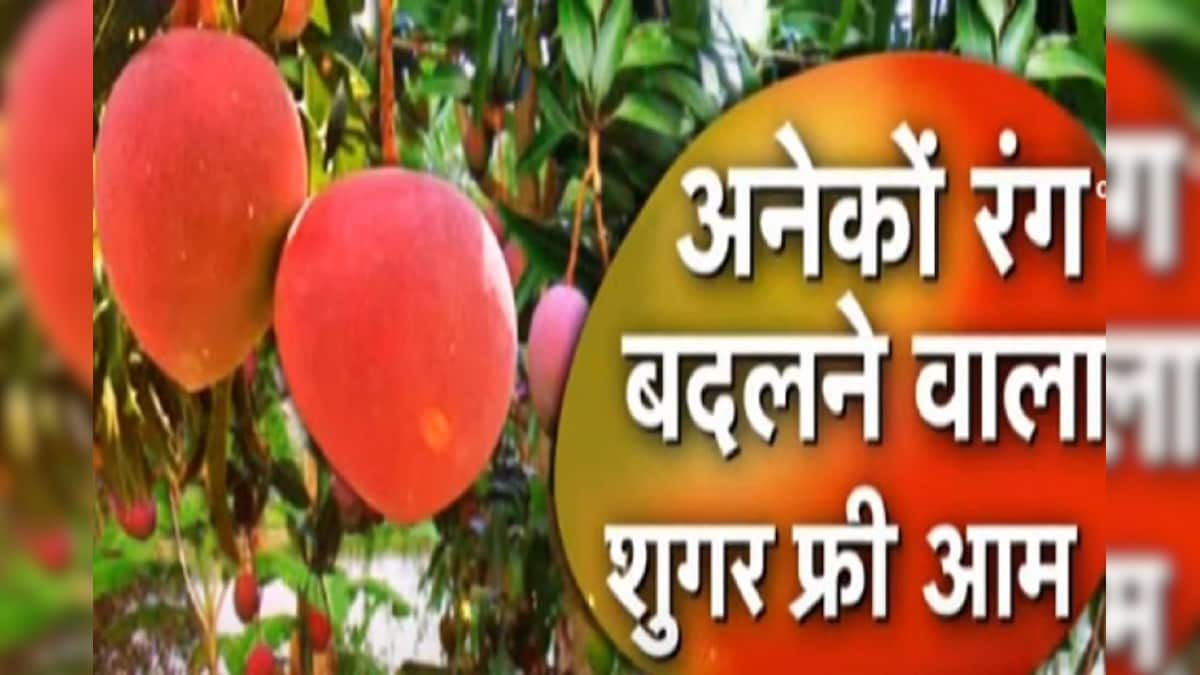 Sugar Free Mango : अब डायबिटीज के मरीज भी ले सकेंगे आम का स्वाद पकने से पहले 16 बार बदलता है रंग