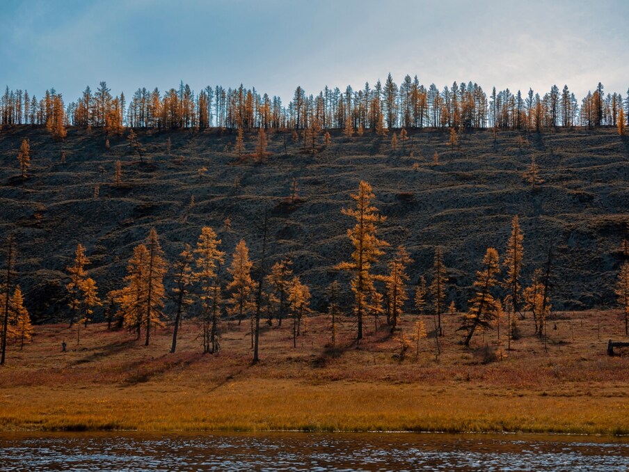 जलवायु परिवर्तन (Climate Change) पेड़ों को कीड़ों और बीमारियों का ज्यादा शिकार होने के काबिल बना रहा है जिससे मरने वाले पेड़ों की संख्या में इजाफा हो रहा है और इसका सीधा असर जंगलों (Forests) की कार्बन अलग करने की क्षमता पर विपरीत असर डाल रहा है. फ्रंटियर्स इन द फॉरेस्ट एंड ग्लोबल चेंज अध्ययन के अनुसार कीड़ों और बीमारियों से खराब हुए जंगल 69 और 28 प्रतिशत कम कार्बन अवशोषित (Carbon Absorbtion) करते हैं. (प्रतीकात्मक तस्वीर: shutterstock)